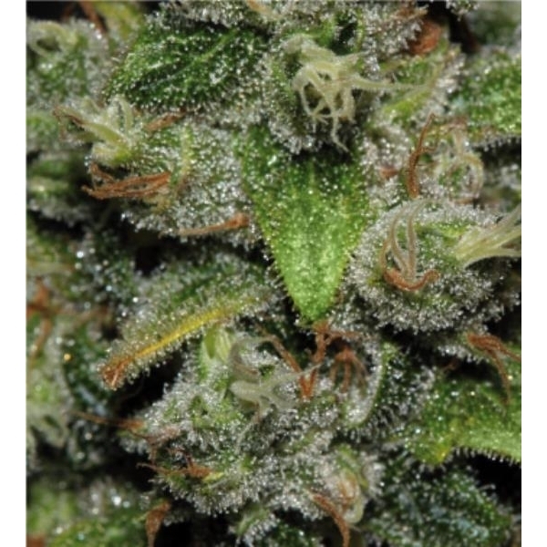 Red Dwarf Auto (Buddha Seeds) feminisiert