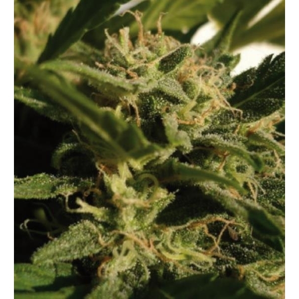 Red Dwarf Auto (Buddha Seeds) feminisiert