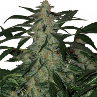 Deimos Auto (Buddha Seeds) feminisiert