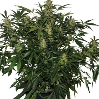 Deimos Auto (Buddha Seeds) feminisiert