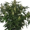 Deimos Auto (Buddha Seeds) feminisiert