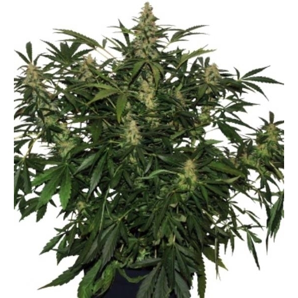 Deimos Auto (Buddha Seeds) feminisiert
