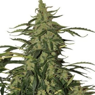 Deimos Auto (Buddha Seeds) feminisiert