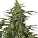 Deimos Auto (Buddha Seeds) feminisiert
