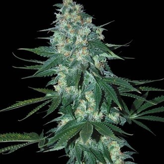 El Alquimista (Samsara Seeds) feminisiert El Alquimista (Samsara Seeds) feminisiert