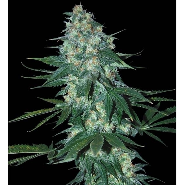 El Alquimista (Samsara Seeds) feminisiert