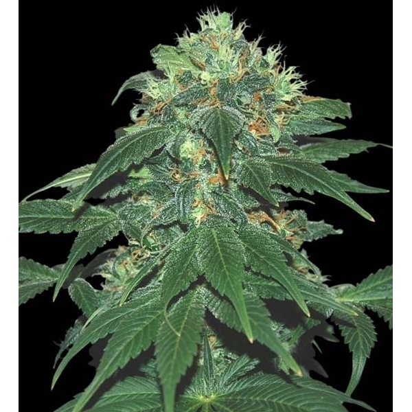 Punky Lion (Samsara Seeds) feminisiert