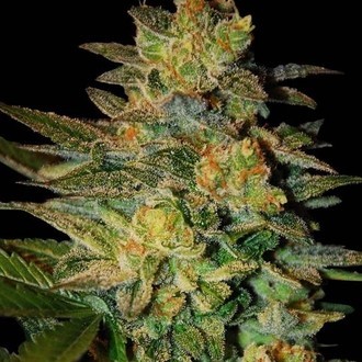 Spiritual Punk (Samsara Seeds) feminisiert Spiritual Punk (Samsara Seeds) feminisiert