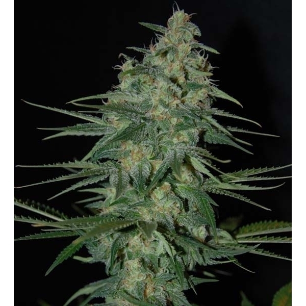 Sweet Black Angel (Samsara Seeds) feminisiert