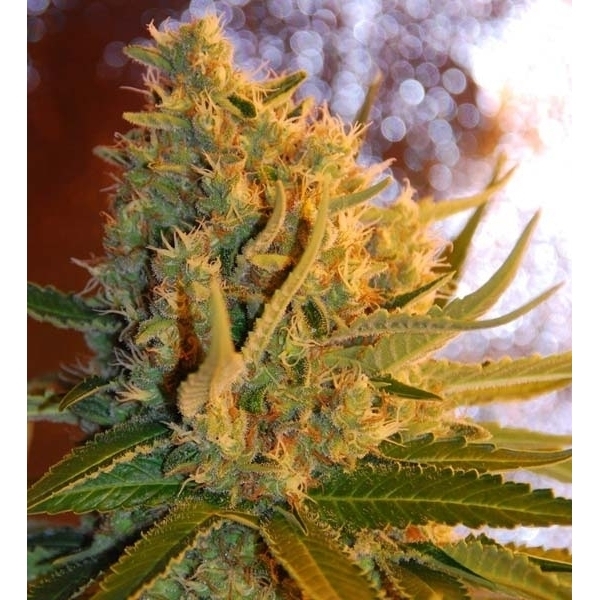 Shot Adrenaline Automatic (Samsara Seeds) feminisiert