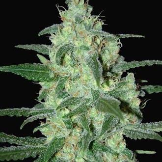 Thunder Bloody Mary Automatic (Samsara Seeds) feminisiert Thunder Bloody Mary Automatic (Samsara Seeds) feminisiert