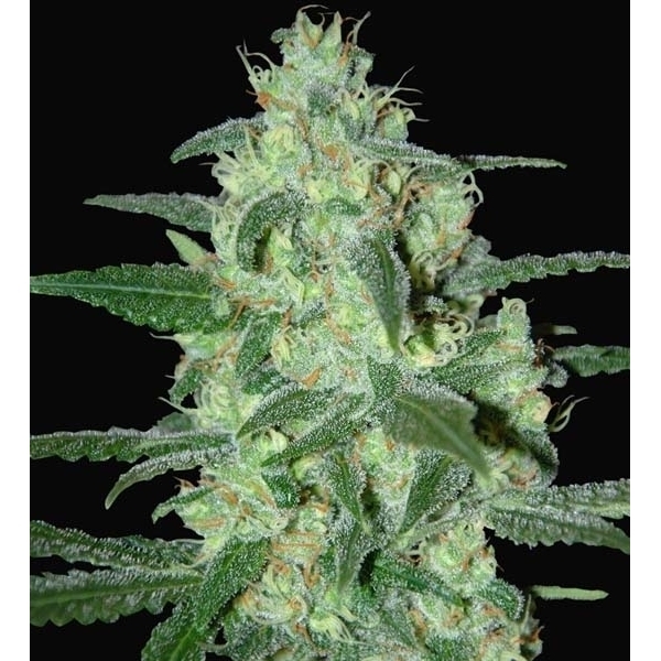 Thunder Bloody Mary Automatic (Samsara Seeds) feminisiert
