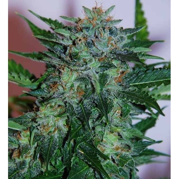 Flash Babylon Auto (Samsara Seeds) feminisiert