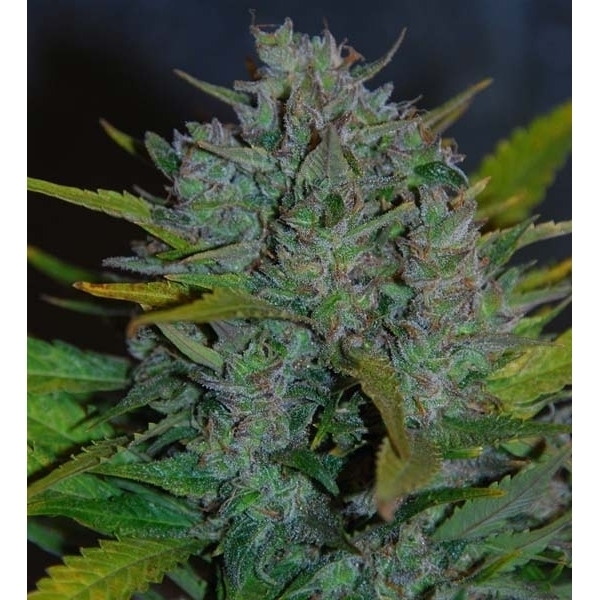 Ultraviolet Automatic (Samsara Seeds) feminisiert