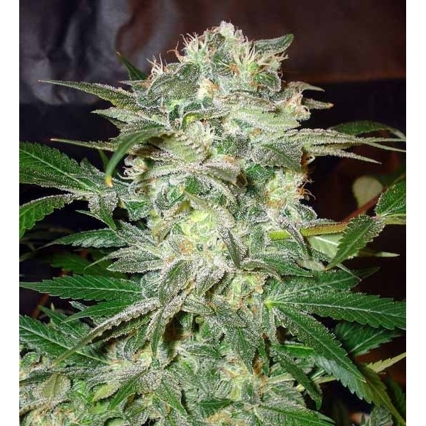 Mazar Kush (World Of Seeds) feminisiert