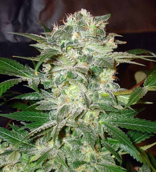 Mazar Kush (World Of Seeds) feminisiert