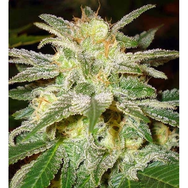 New York 47 (World Of Seeds) feminisiert