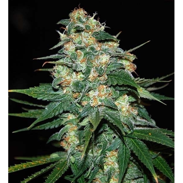 Skunk 47 (World Of Seeds) feminisiert