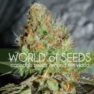 Afghan Kush Special (World Of Seeds) feminisiert Afghan Kush Special (World Of Seeds) feminisiert