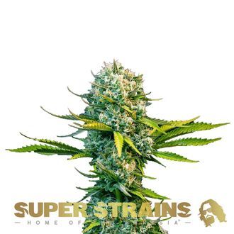 Next Of Kin (Super Strains) feminisiert Next Of Kin (Super Strains) feminisiert