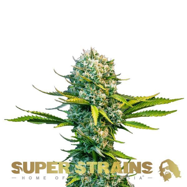 Next Of Kin (Super Strains) feminisiert