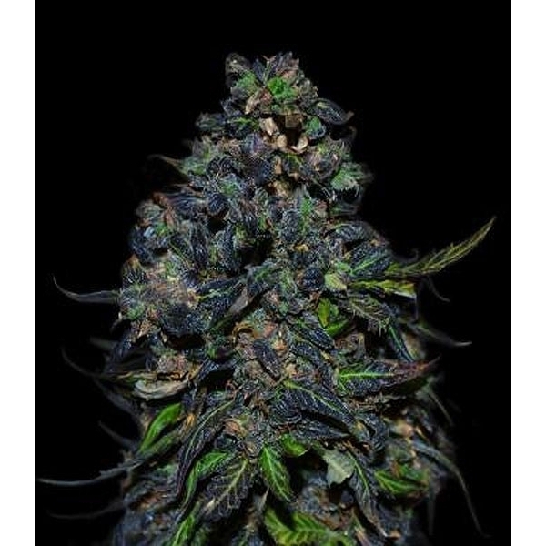 Taison Auto (VIP Seeds) feminisiert