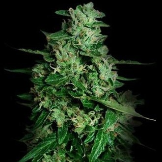 Northern Delights Auto (VIP Seeds) feminisiert Northern Delights Auto (VIP Seeds) feminisiert