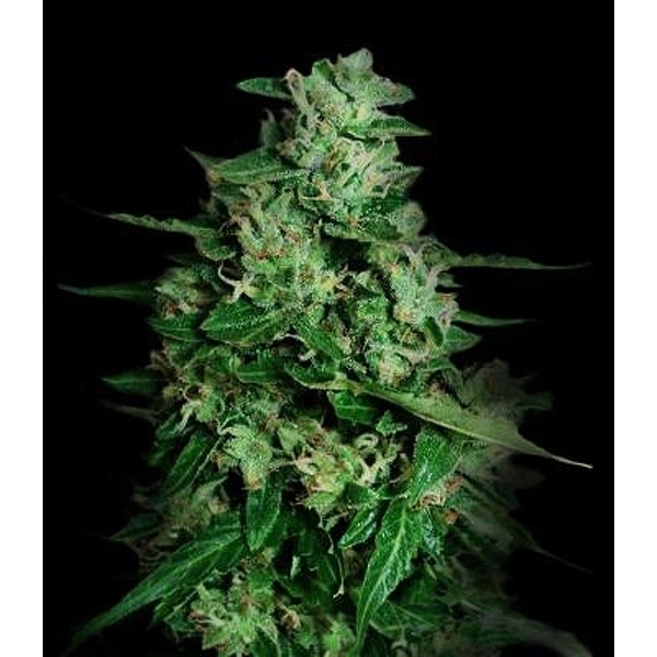 Northern Delights Auto (VIP Seeds) feminisiert