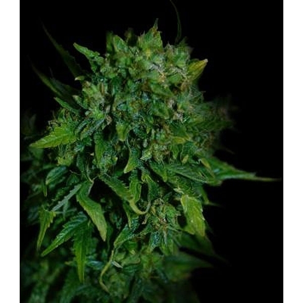 VIP Auto (VIP Seeds) feminisiert