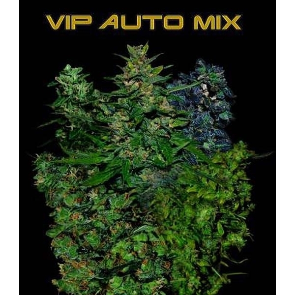 VIP Auto Mix (VIP Seeds) feminisiert