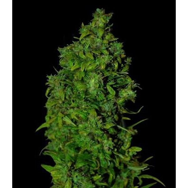 VIP Dwarf Auto (VIP Seeds) feminisiert