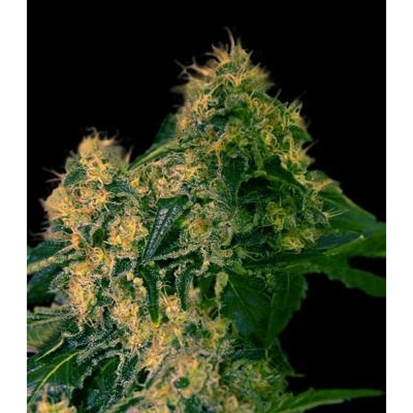 Torpedo (VIP Seeds) feminisiert