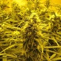 Channel + (Medical Seeds) feminisiert