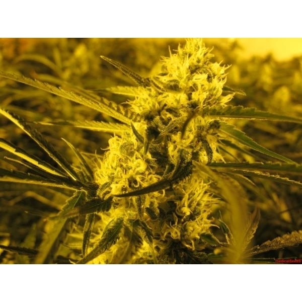 Channel + (Medical Seeds) feminisiert