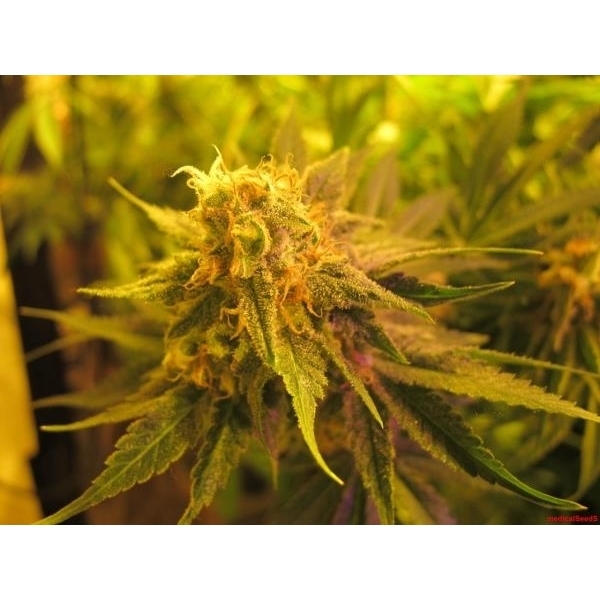 Devil Fruit (Medical Seeds) feminisiert