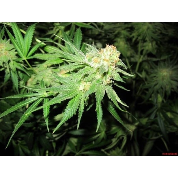 Devil Fruit (Medical Seeds) feminisiert