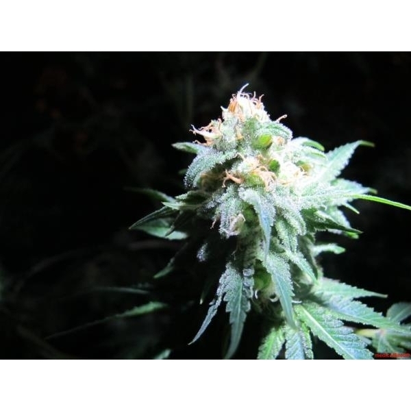 Devil Fruit (Medical Seeds) feminisiert