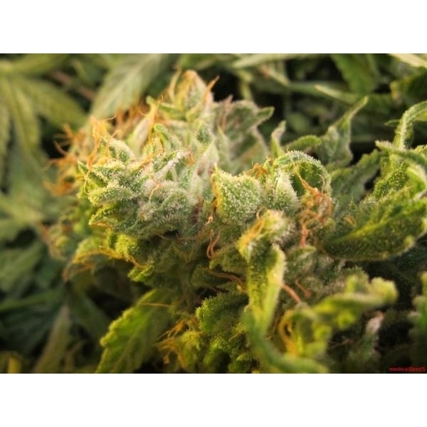 Devil Fruit (Medical Seeds) feminisiert