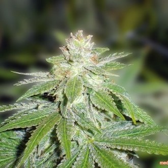 Devil Fruit (Medical Seeds) feminisiert
