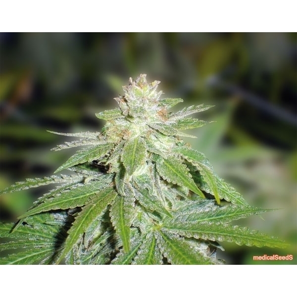 Devil Fruit (Medical Seeds) feminisiert