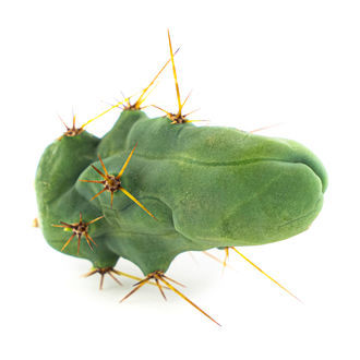 Bolivian Torch 'Monstrose' (Penis Plant)