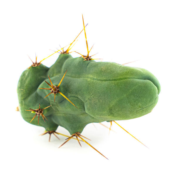 Bolivian Torch 'Monstrose' (Penis Plant)