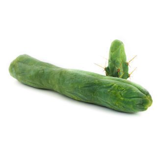 Bolivian Torch 'Monstrose' (Penis Plant) Bolivian Torch 'Monstrose' (Penis Plant)