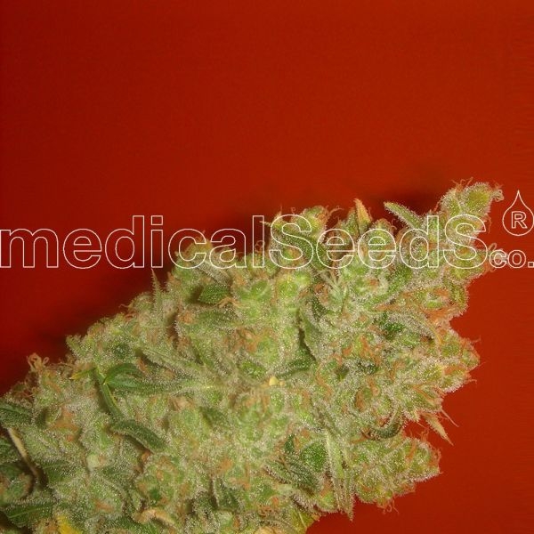 Jack La Mota (medical ) Samen kaufen