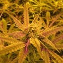 No Name (Medical Seeds) feminisiert