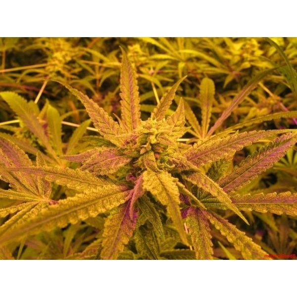 No Name (Medical Seeds) feminisiert