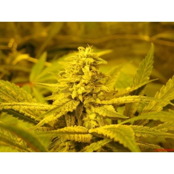 No Name (Medical Seeds) feminisiert