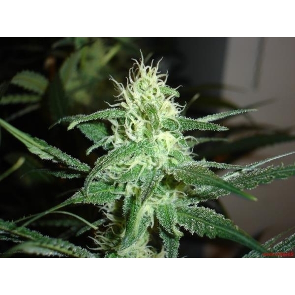 Prozack (Medical Seeds) feminisiert