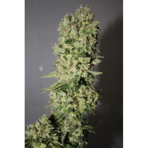 BCN Sour Diesel (Medical Seeds) feminisiert
