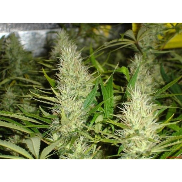 Malakoff (Medical Seeds) feminisiert